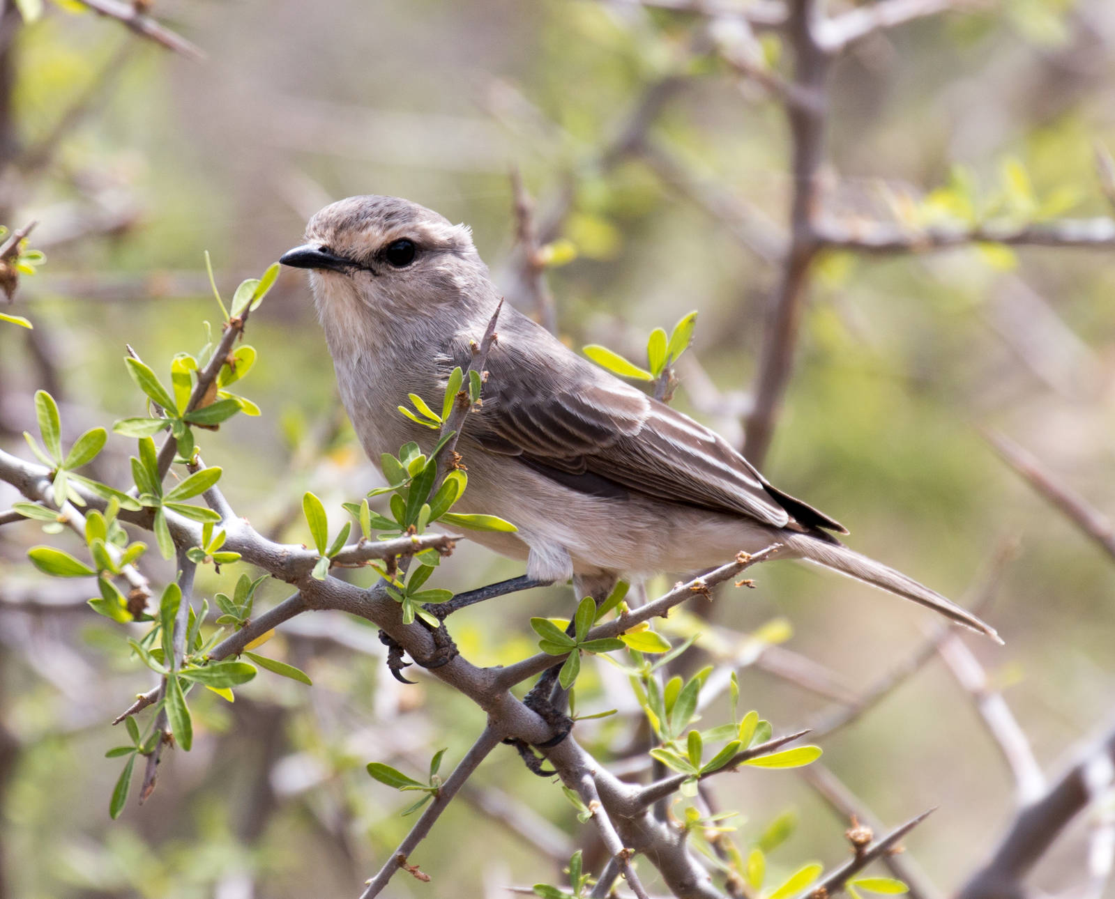 African Grey Flycatcher
