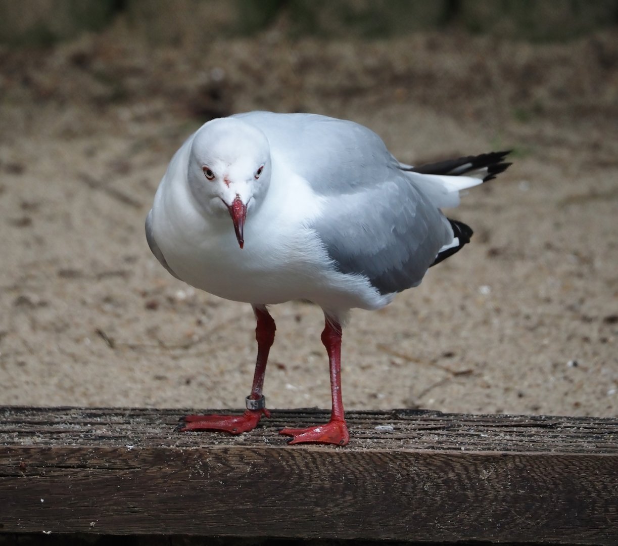 African grey-headed gull (Chroicocephalus cirrocephalus poiocephalus), 2024-05-23
