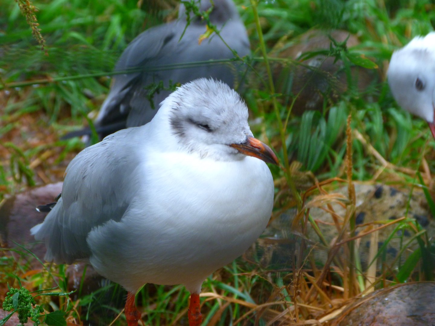 African grey-headed gull -Tierpark Berlin (2024)