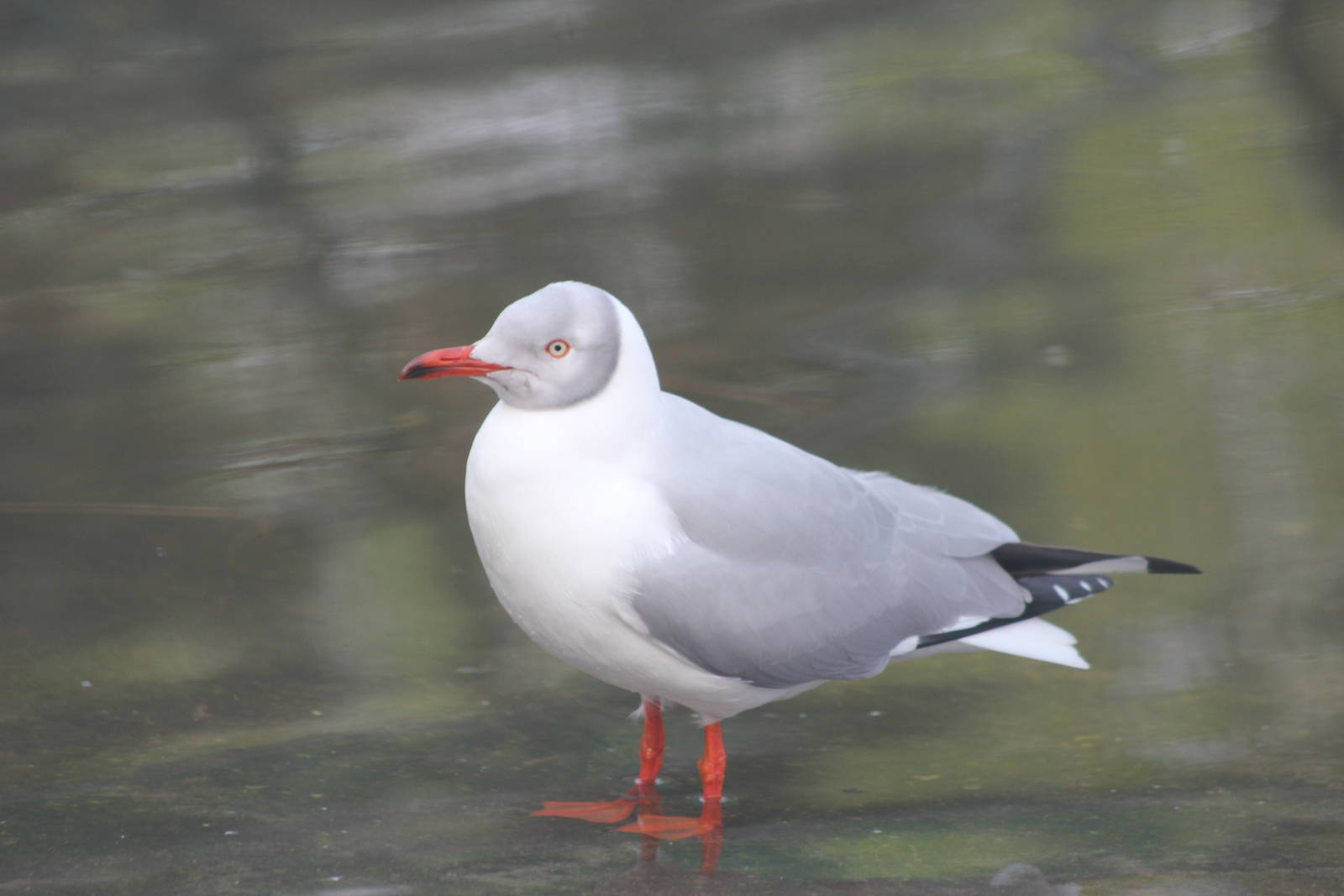 African grey-headed gull?