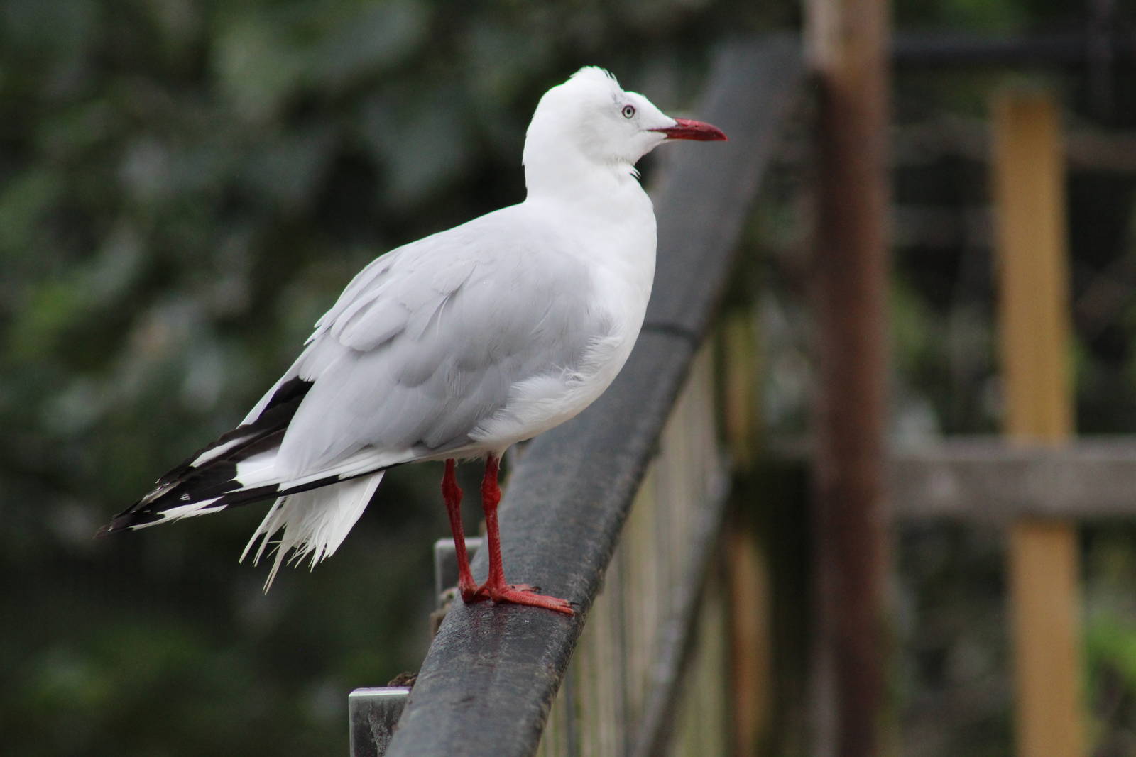 African Grey-Headed Gull