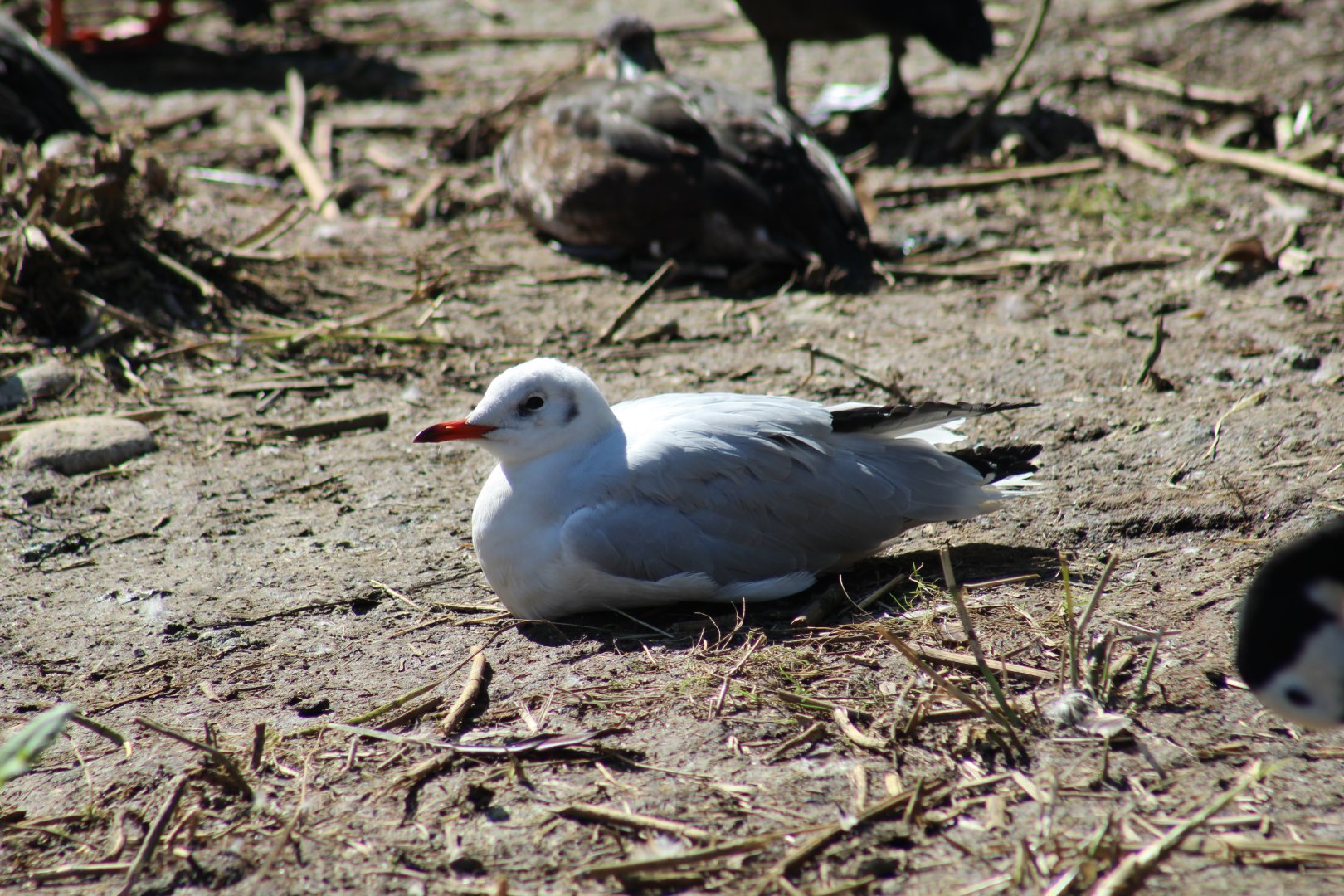 African Grey-Headed Gull