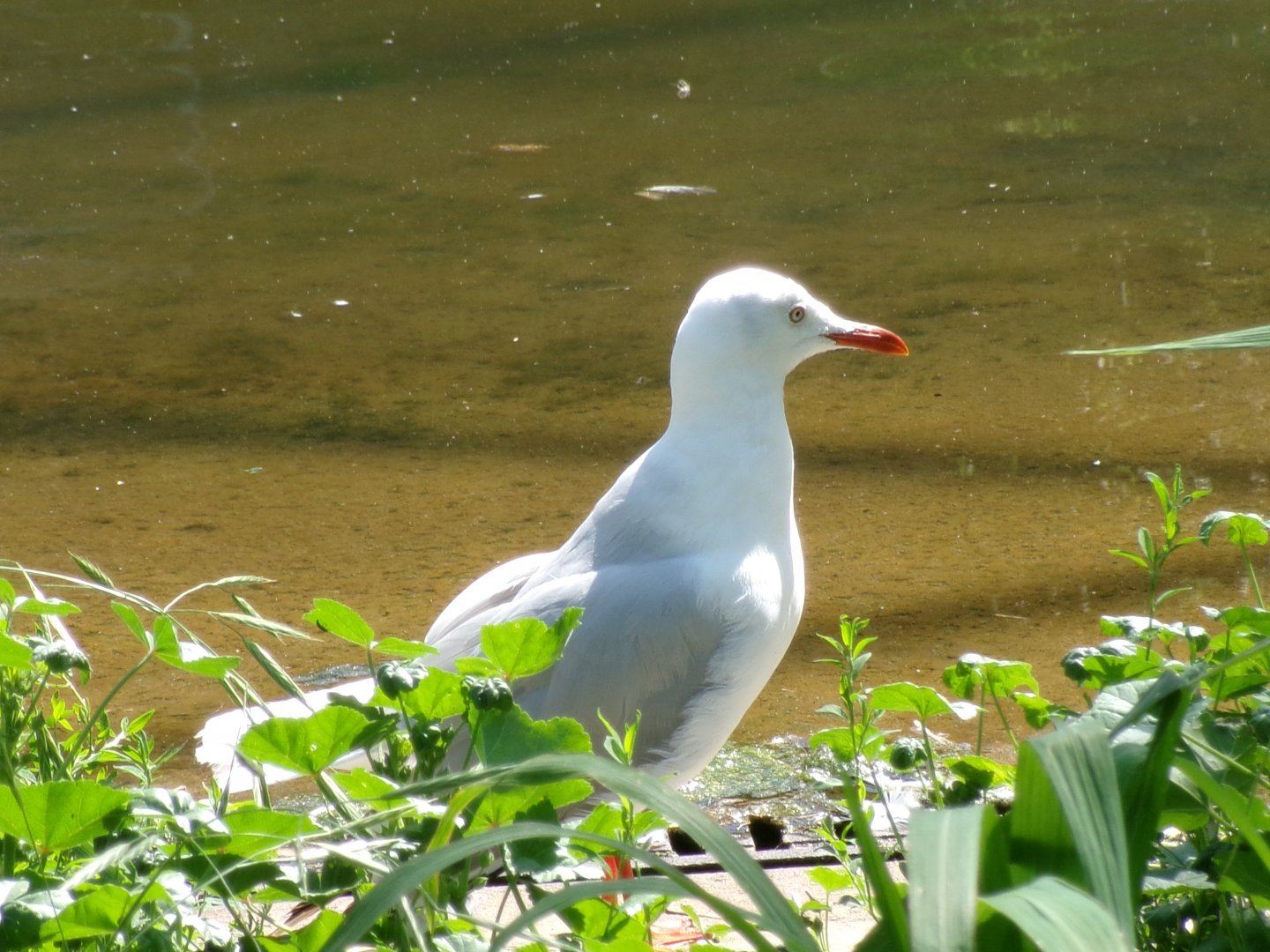 African grey-headed gull