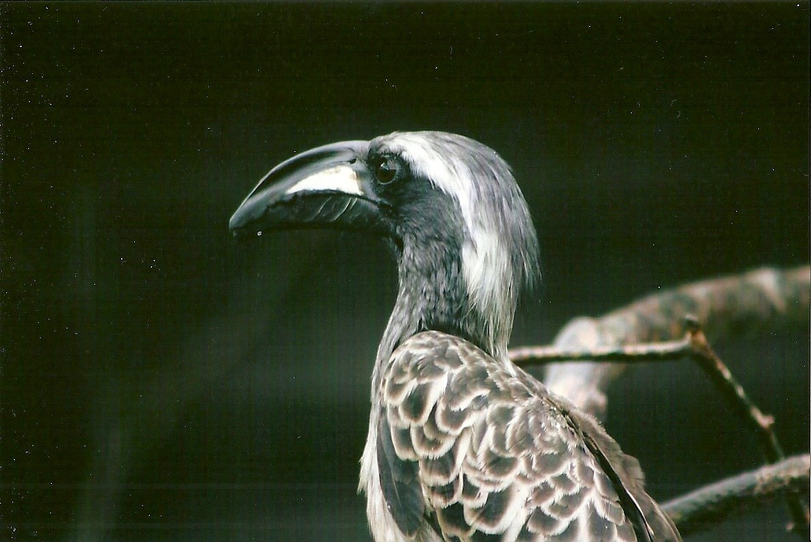 African Grey Hornbill 10th September 2012