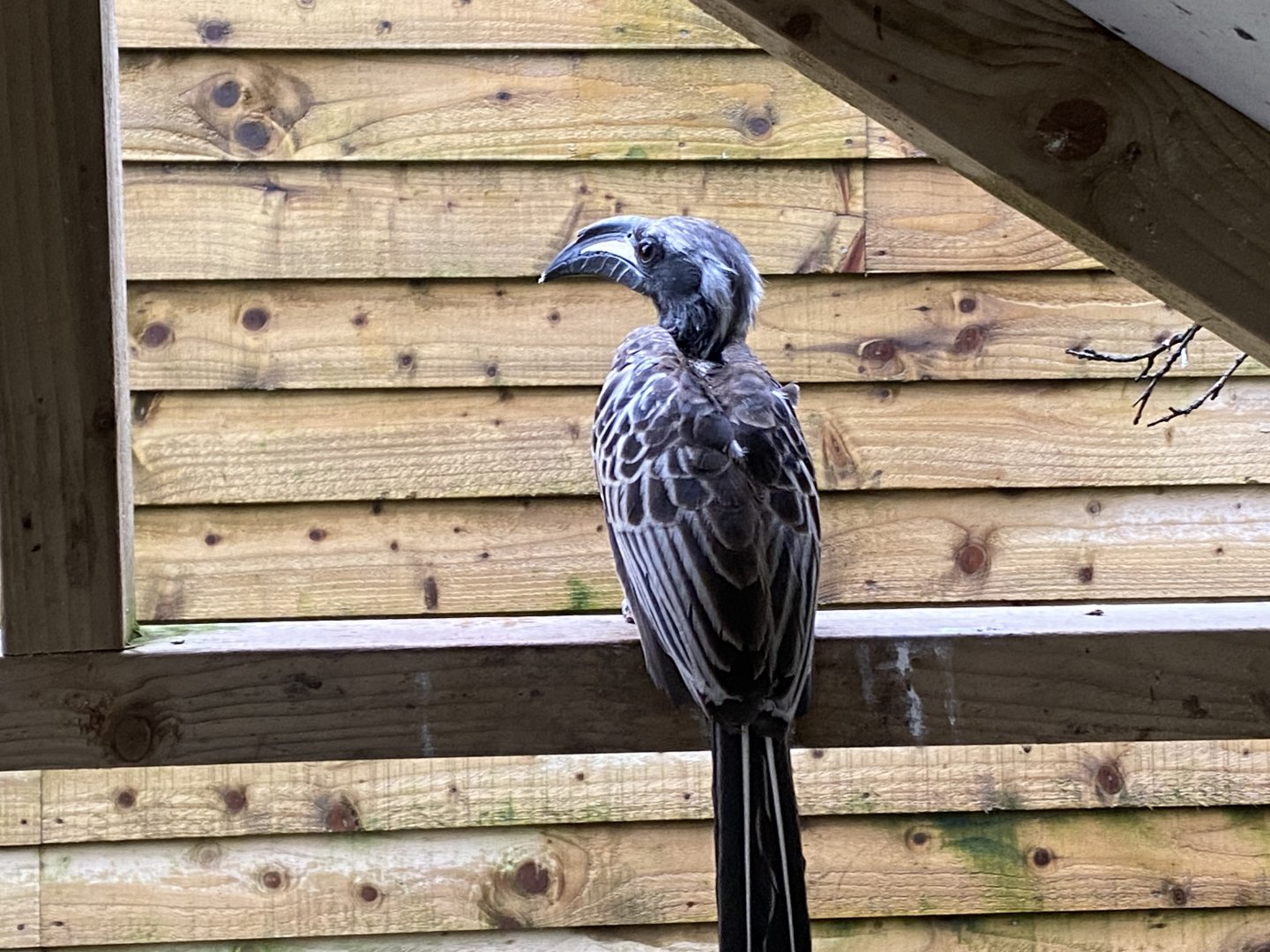 African grey hornbill 170224