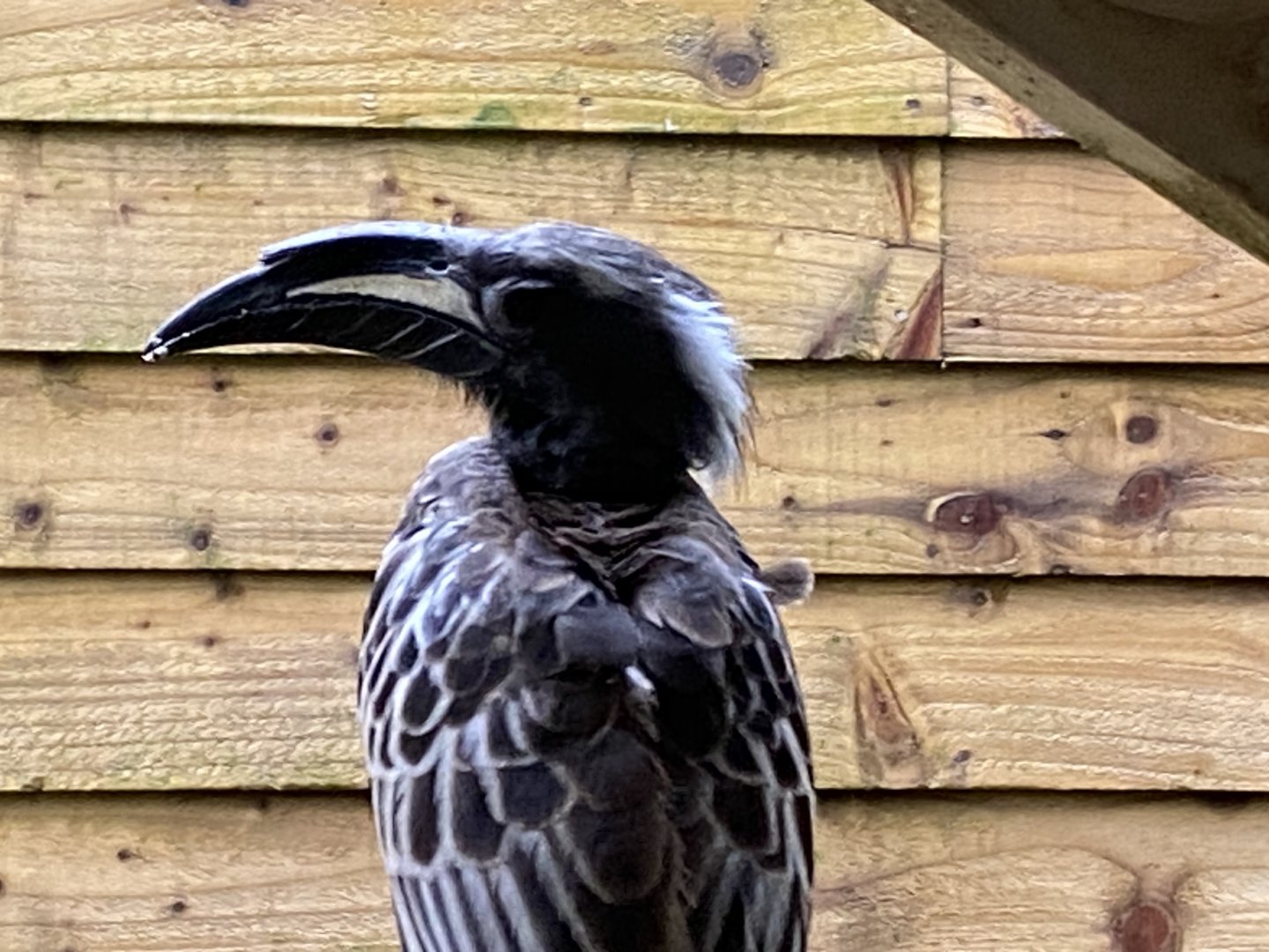 African grey hornbill 170224