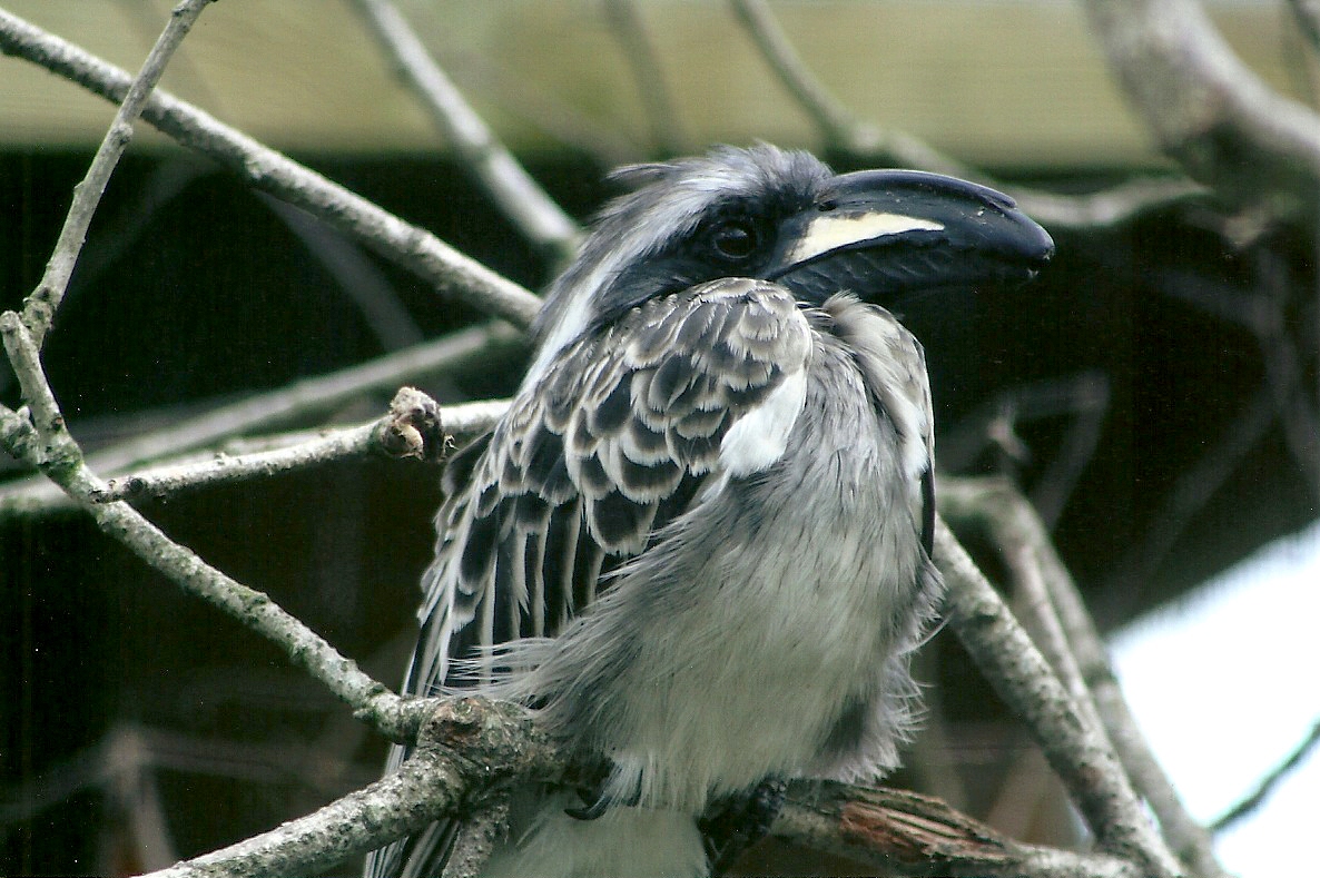 African Grey Hornbill 5th September 2011