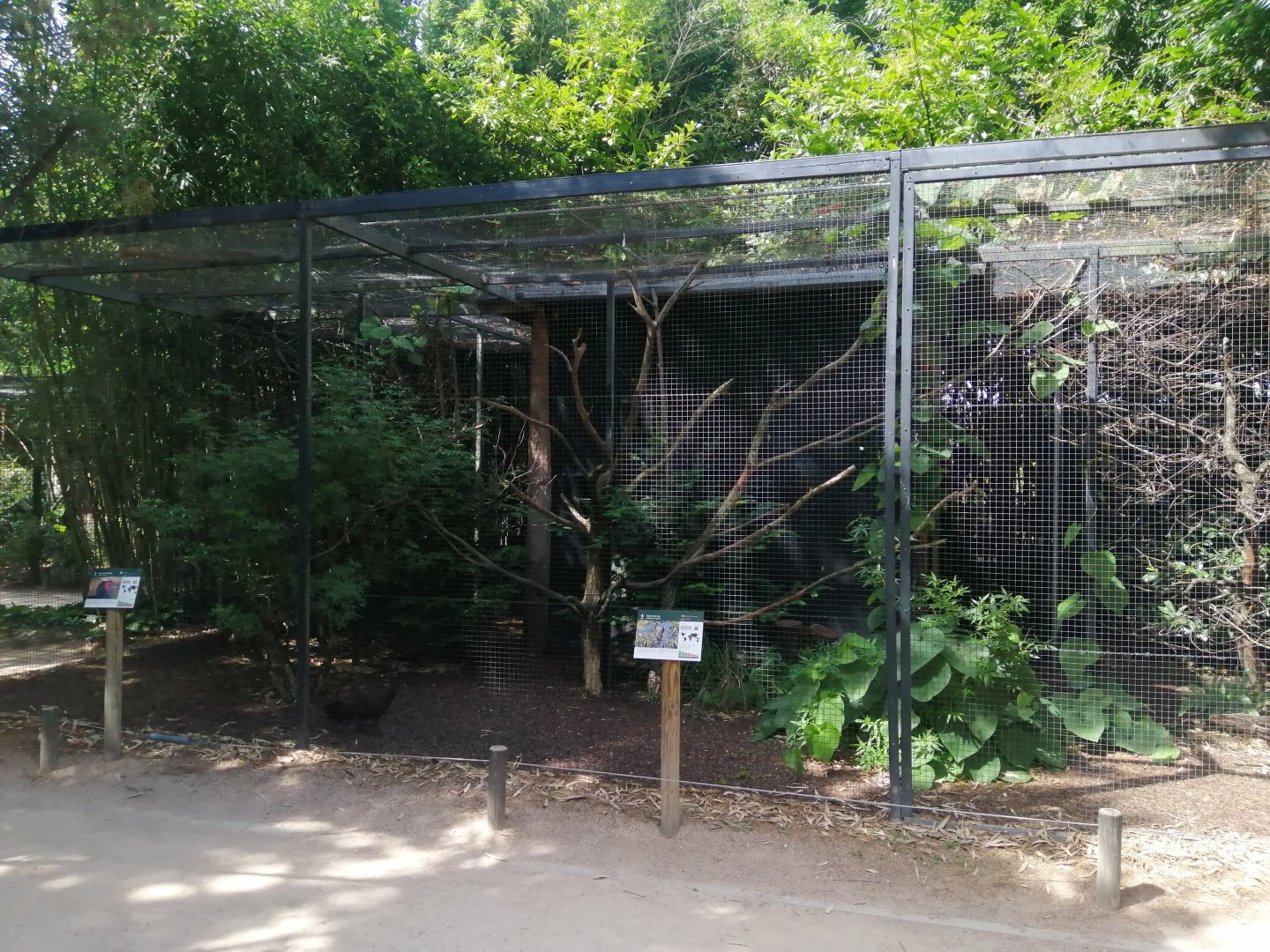 African Grey Hornbill and Edward's pheasant Aviary