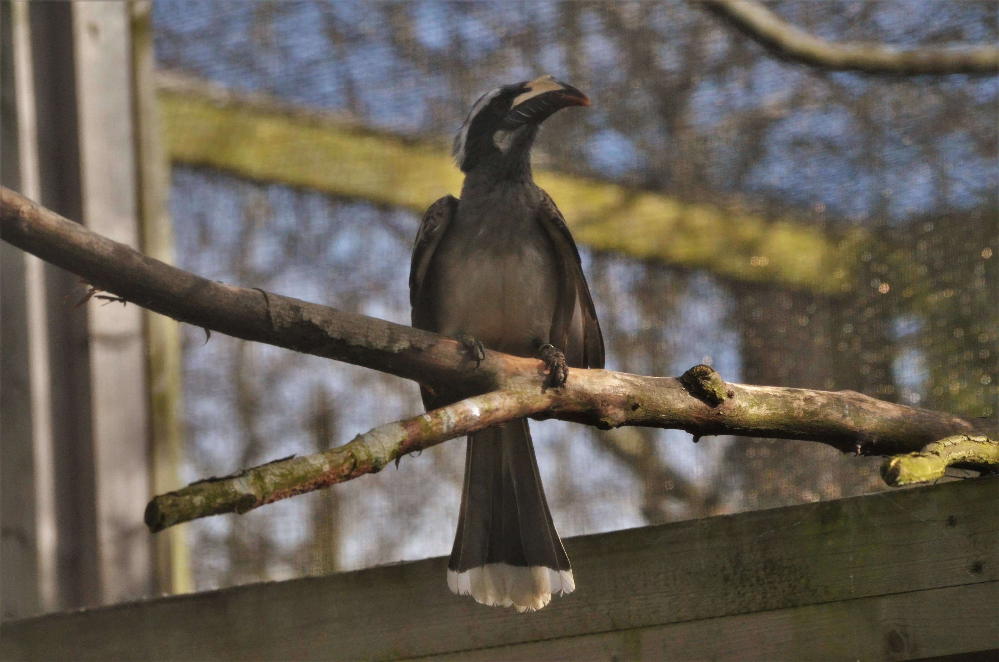 African Grey Hornbill at Twycross, 11/02/18