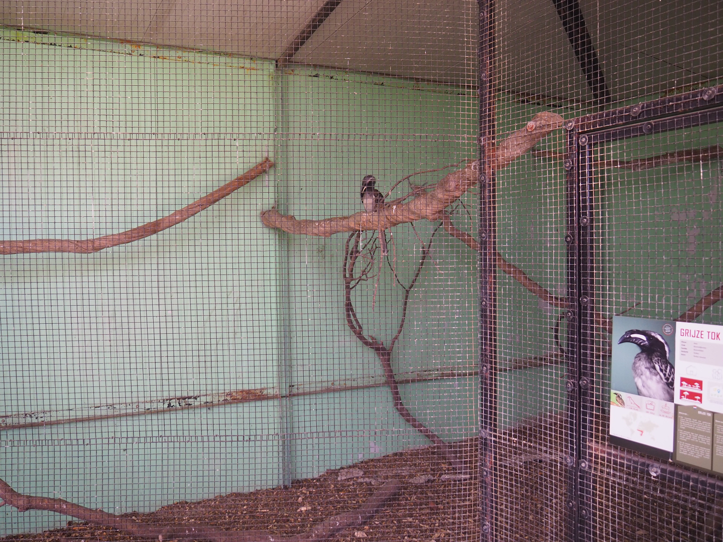 African grey hornbill aviary, 2019-08-04