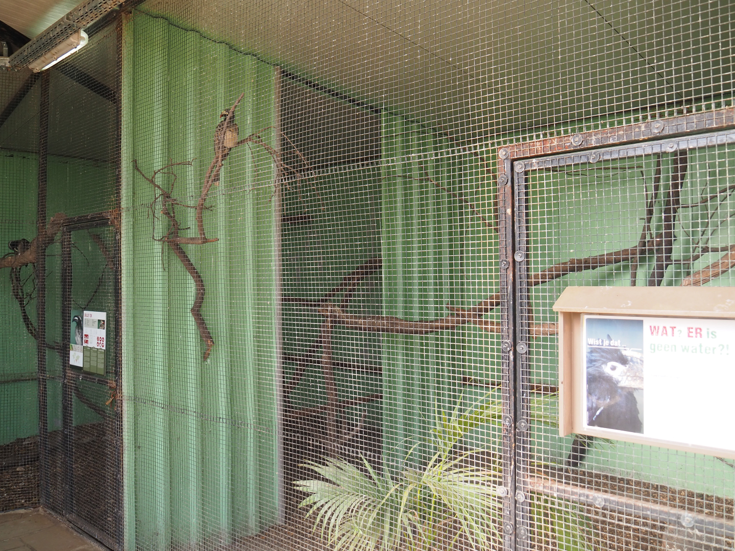 African grey hornbill aviary, 2019-08-04