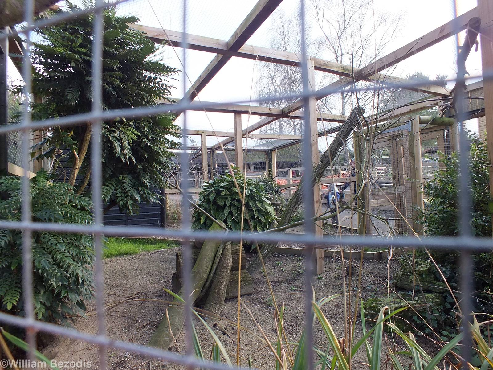 African Grey Hornbill Aviary