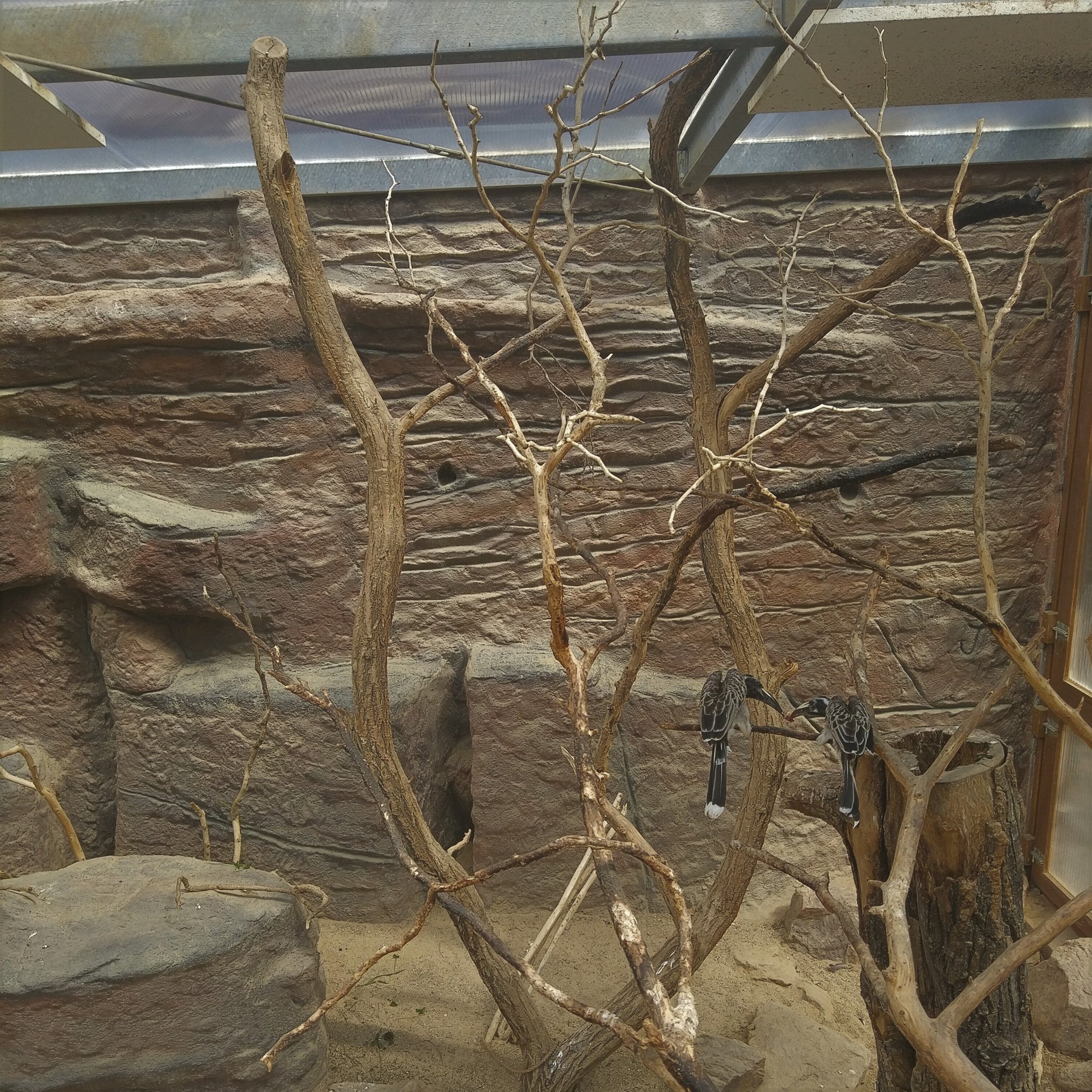 African Grey Hornbill Aviary