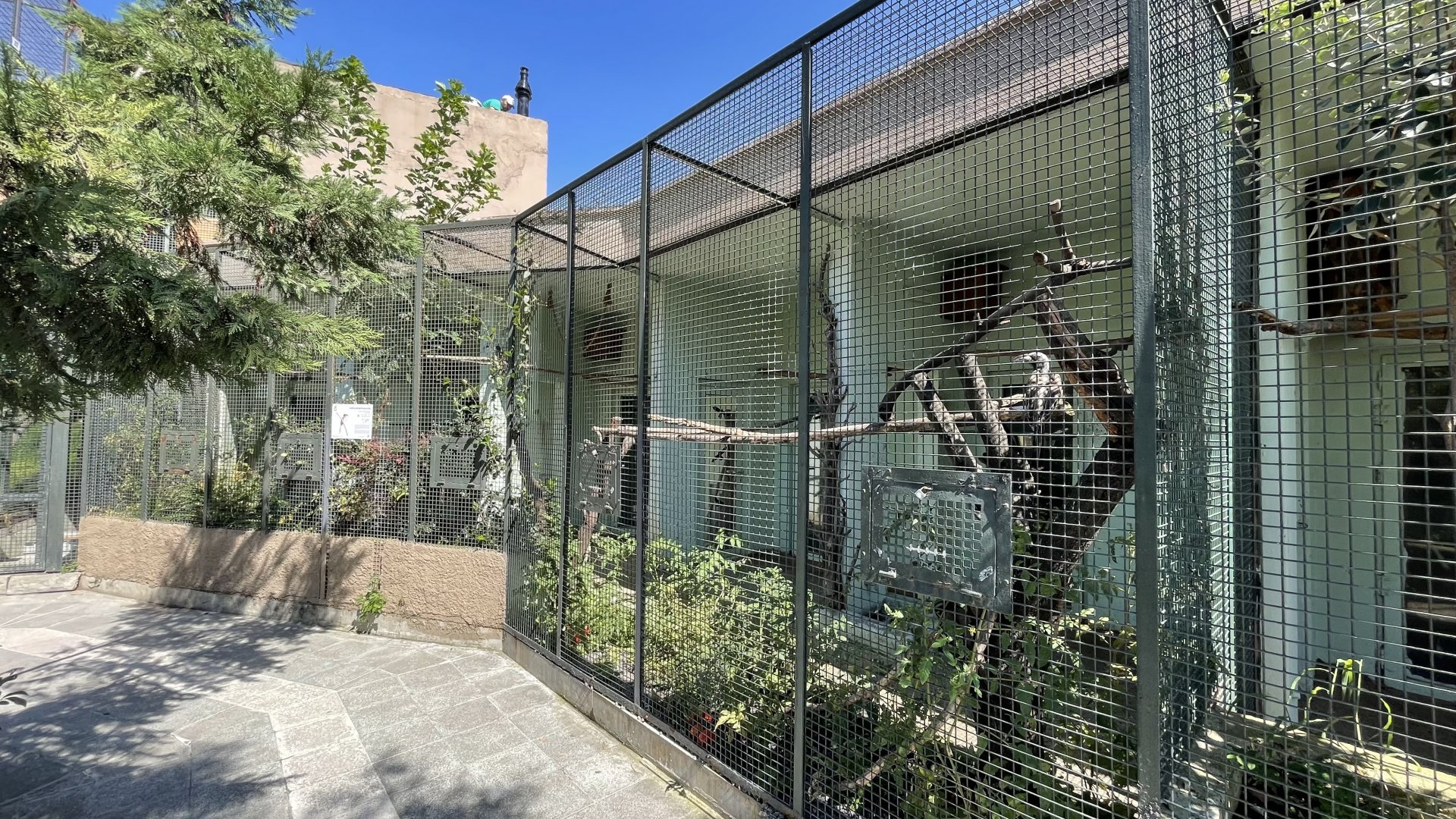 African grey hornbill exhibit