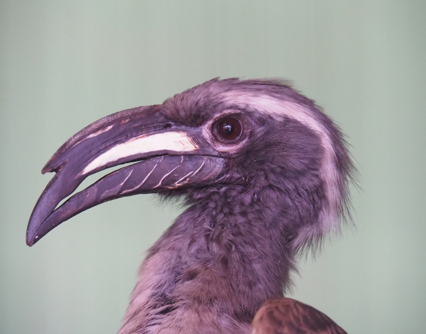 African grey hornbill (Lophoceros nasutus), 2019-08-04