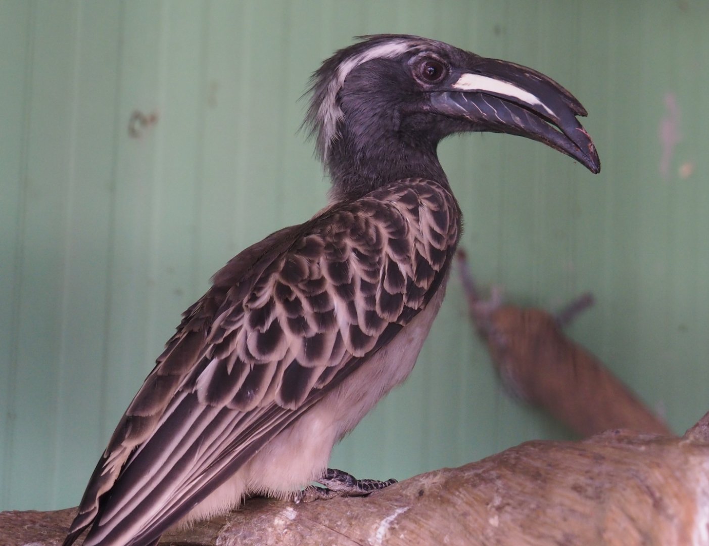 African grey hornbill (Lophoceros nasutus), 2020-06-20