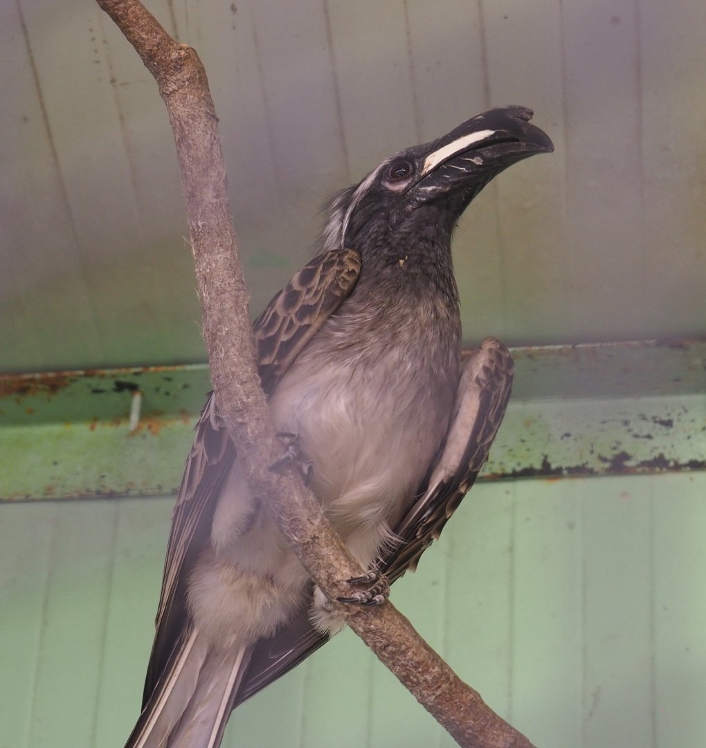 African grey hornbill (Lophoceros nasutus), 2021-06-15