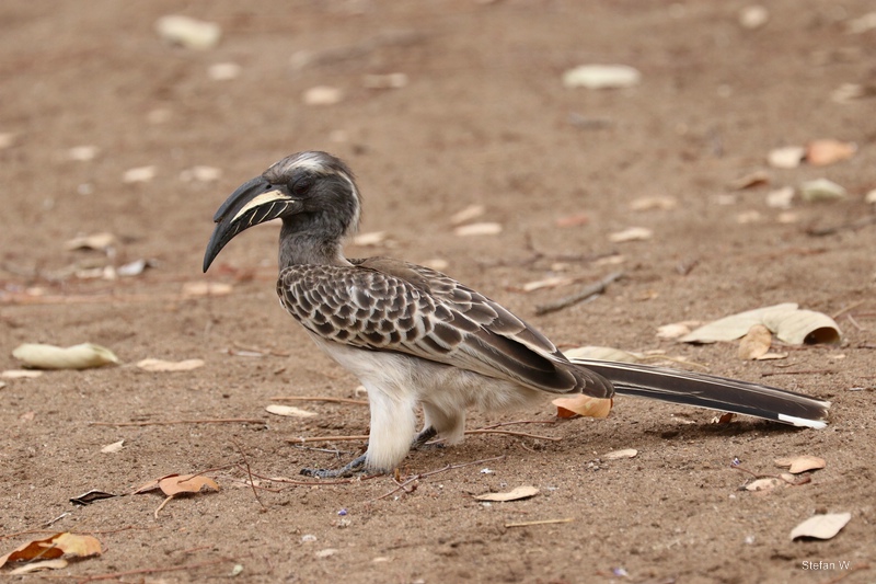 African grey hornbill (Lophoceros nasutus epirhinus), male