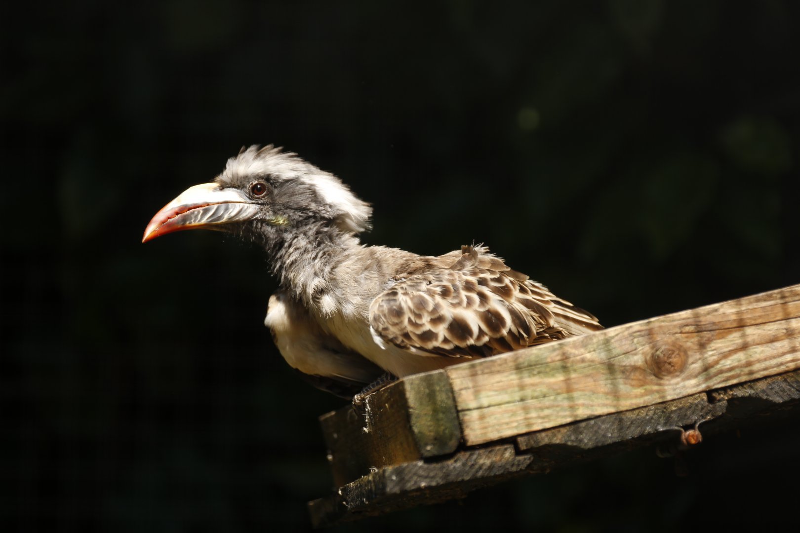 African grey hornbill (Lophoceros nasutus)
