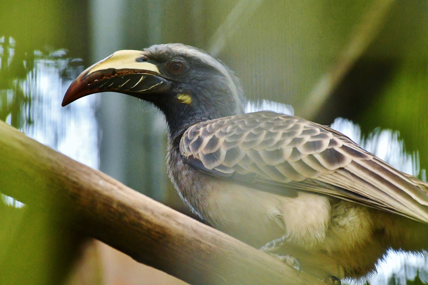 African Grey Hornbill (Lophoceros nasutus)