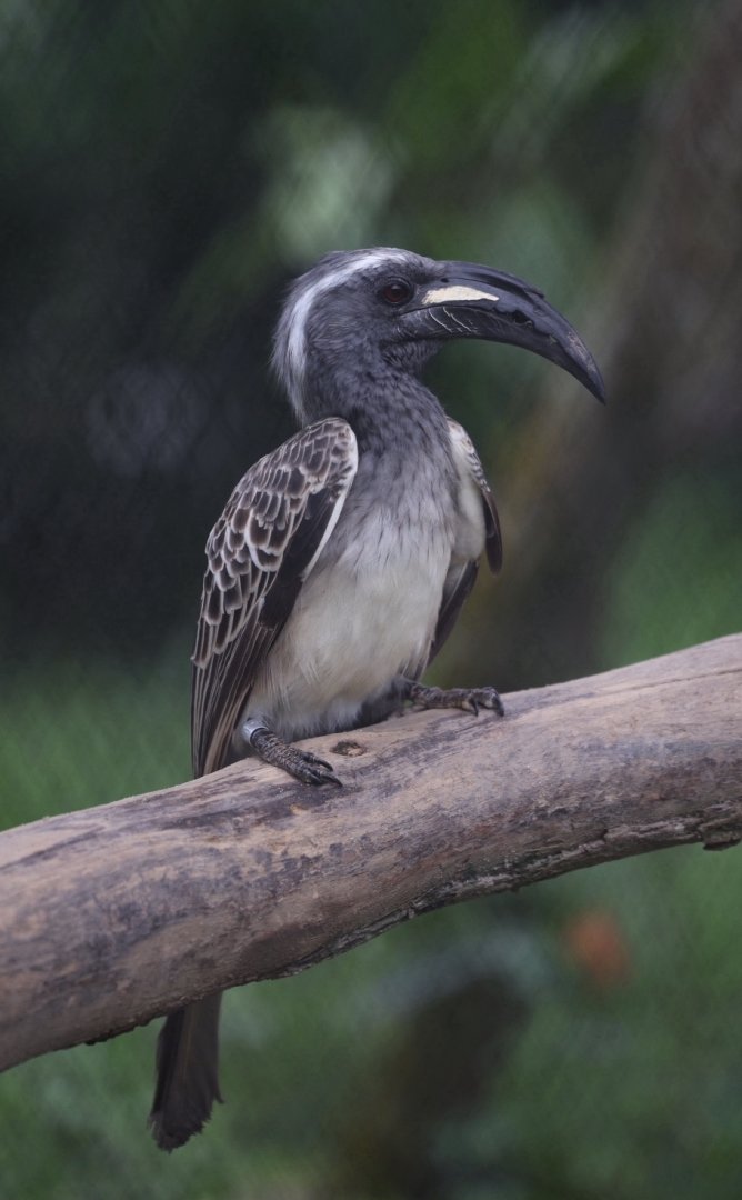 African Grey Hornbill (Lophoceros nasutus)