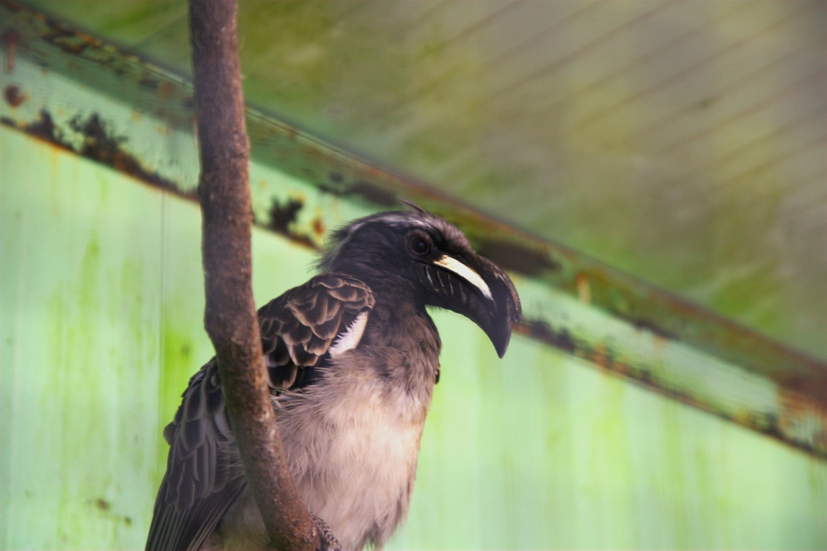 African Grey Hornbill (Lophoceros nasutus)