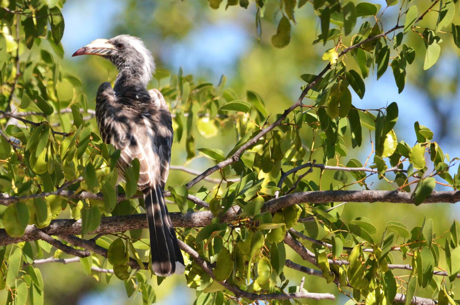 African Grey Hornbill, Moremi Game Reserve, Botswana, 30/04/16