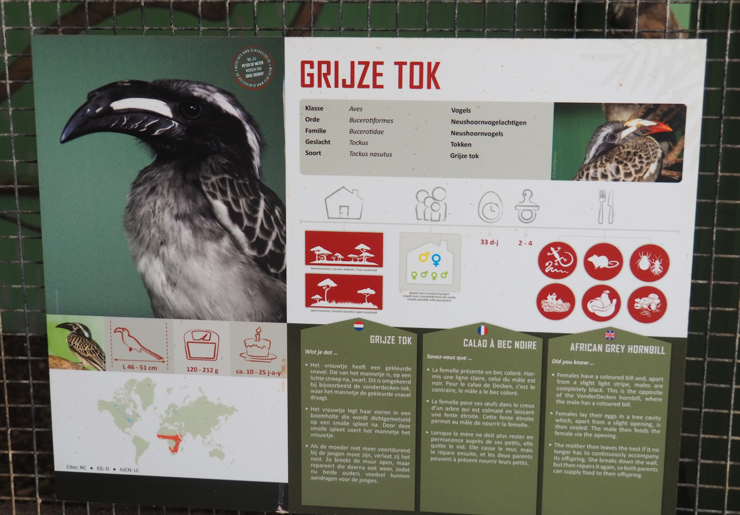 African grey hornbill signage, 2019-08-04