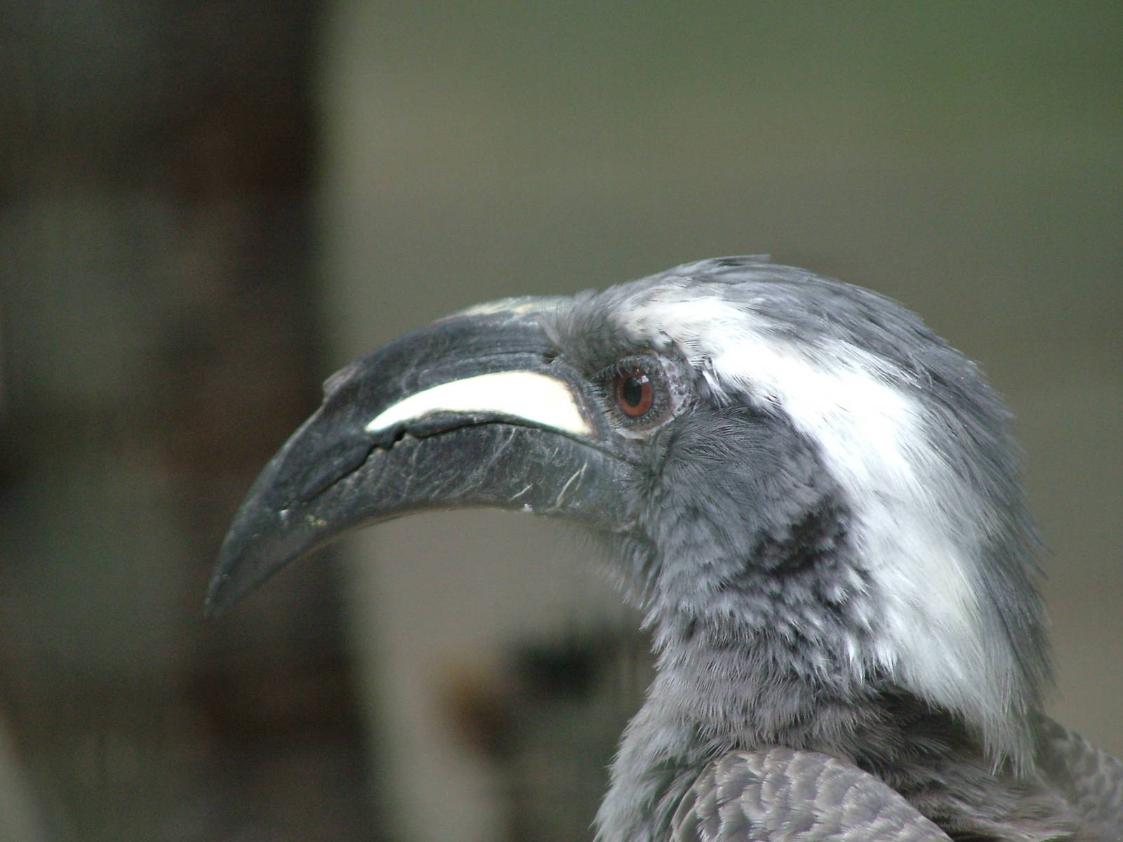 African Grey Hornbill (Tockus nasutus) at Zoo Osnabrueck