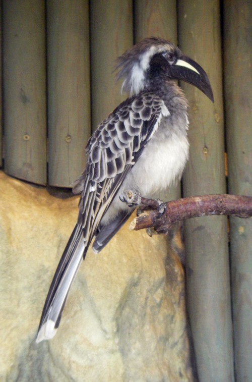 African Grey Hornbill (Tockus nasutus)