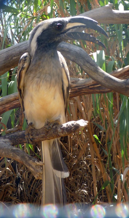 African grey hornbill (Tockus nasutus)