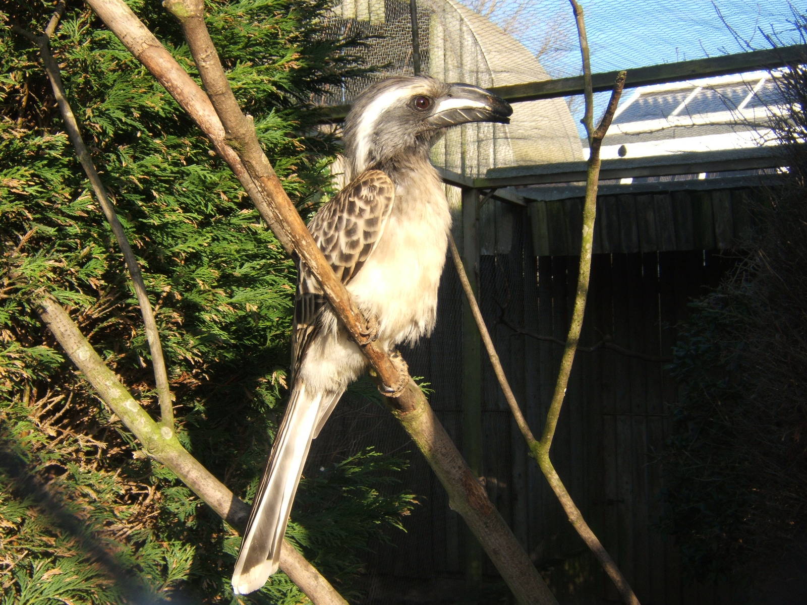 African Grey hornbill