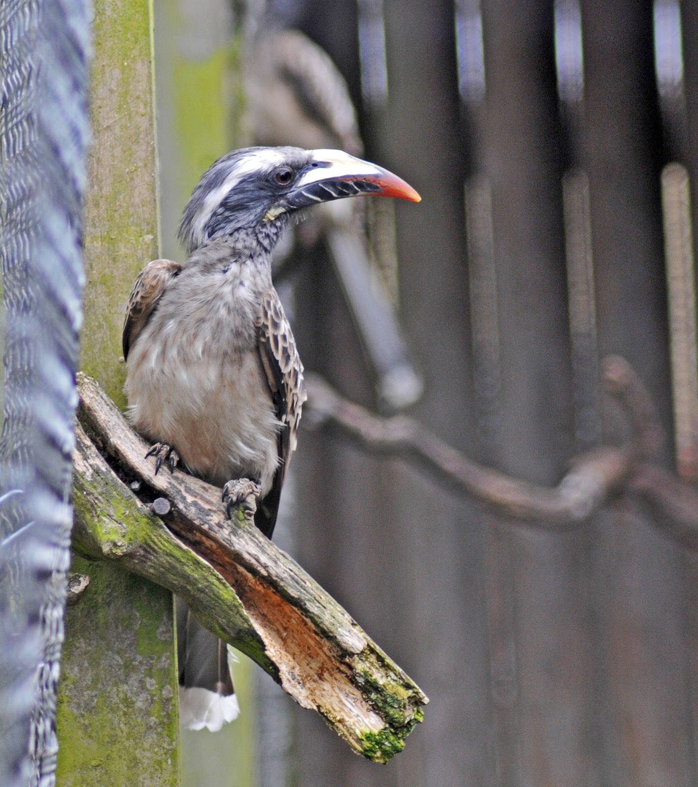 African Grey Hornbill