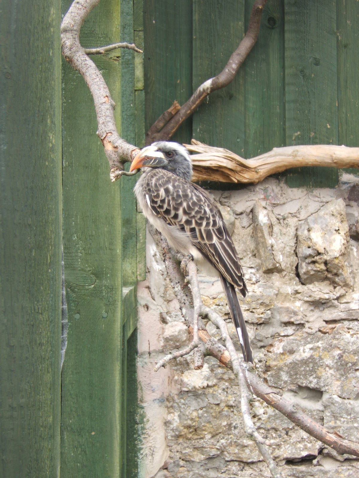 African Grey Hornbill