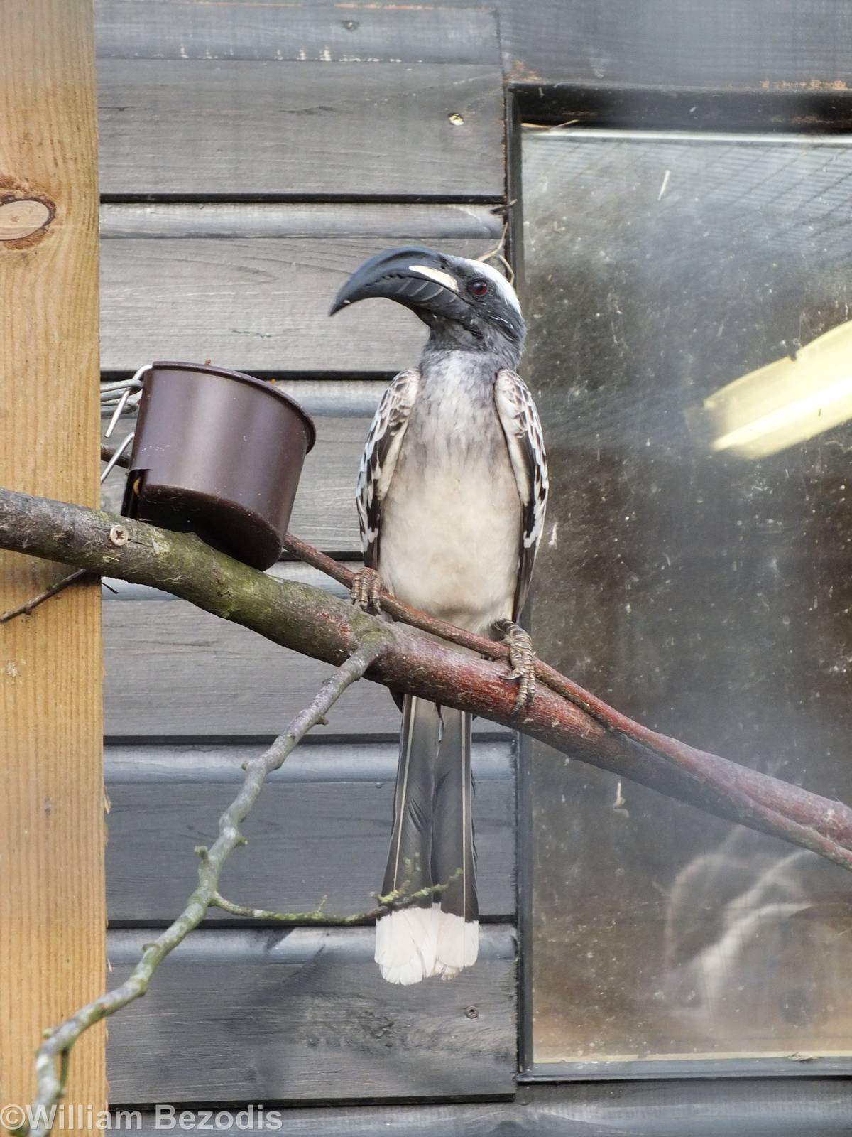 African Grey Hornbill