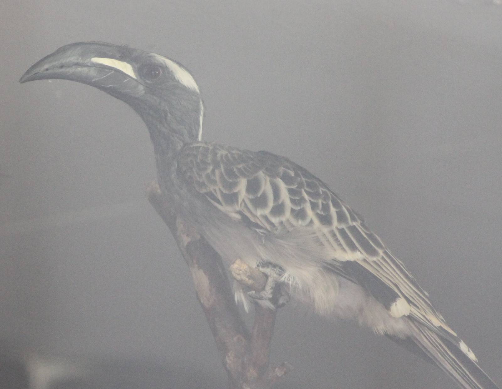 African grey hornbill