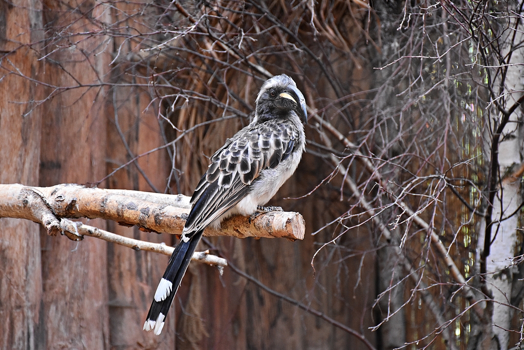 African grey hornbill