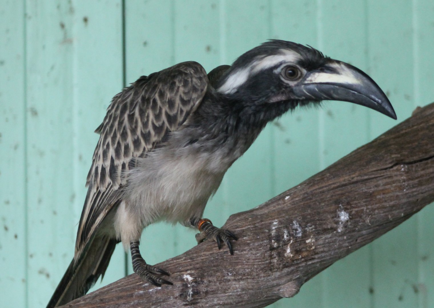 African grey hornbill
