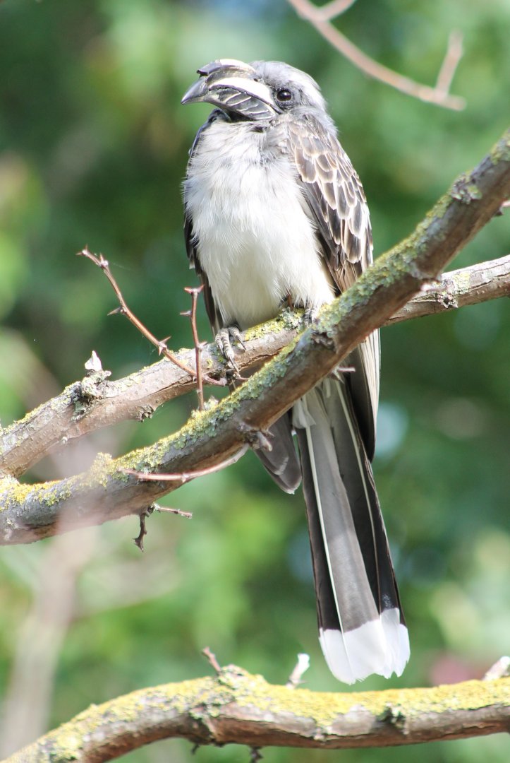 African grey hornbill