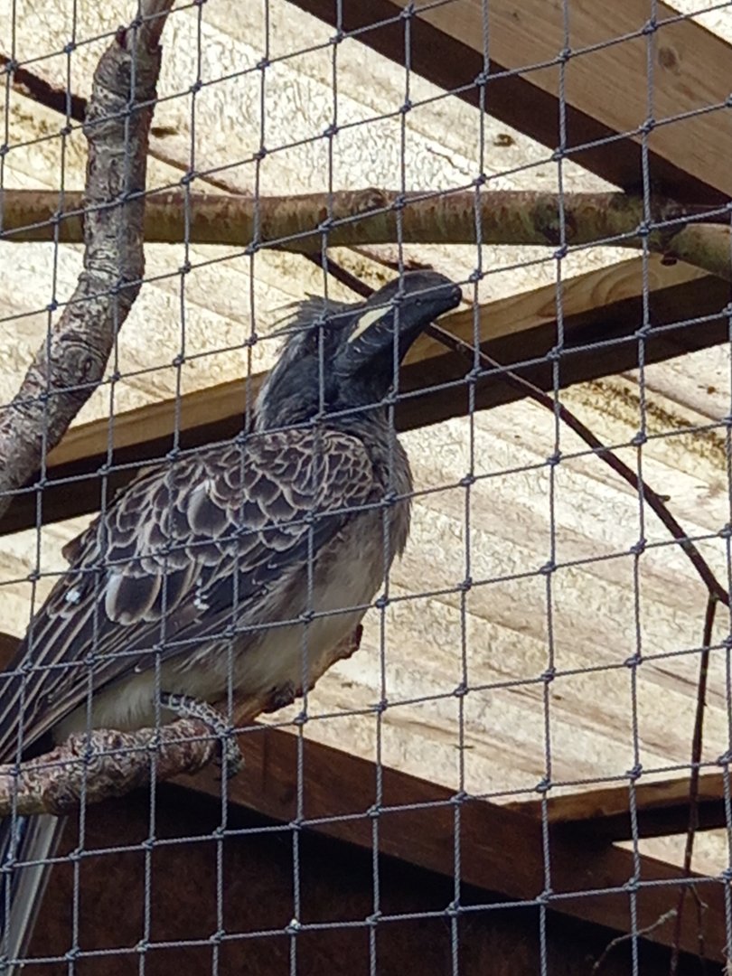 African Grey Hornbill