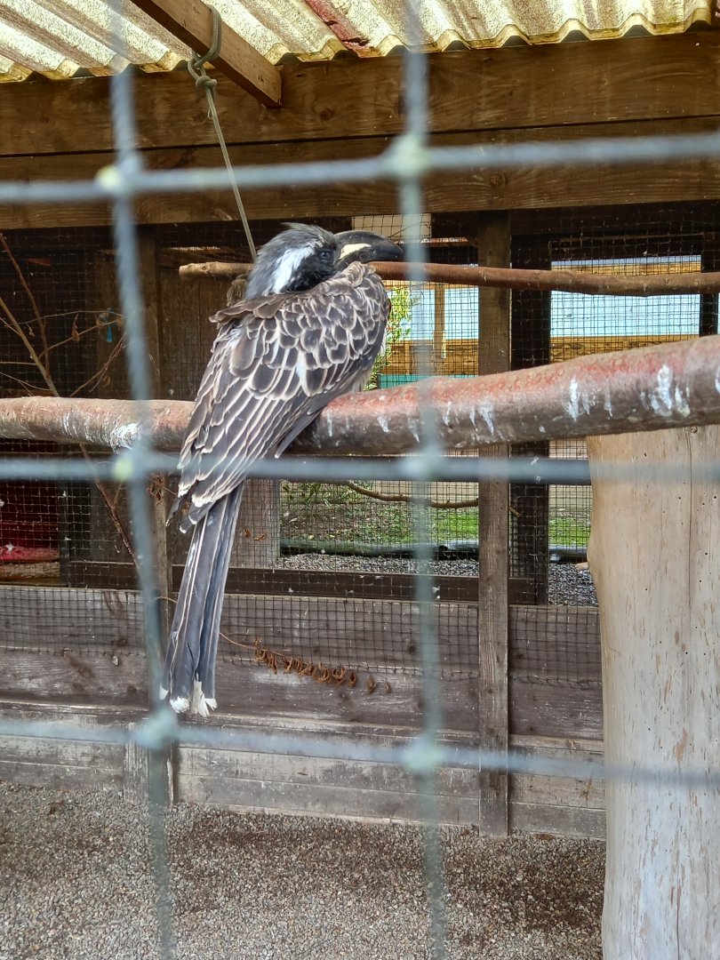 African Grey Hornbill