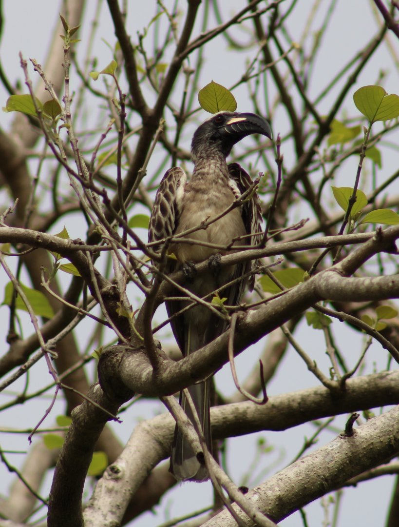 African grey hornbill