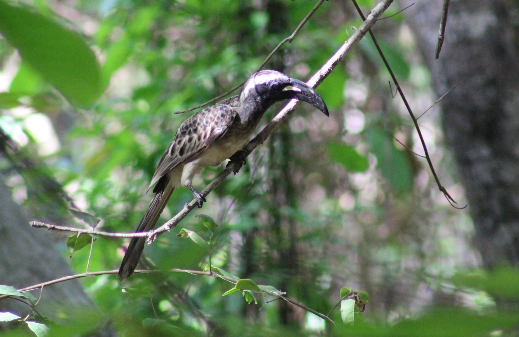 African grey hornbill