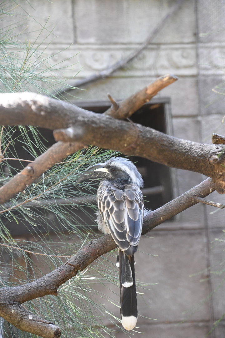 African Grey Hornbill