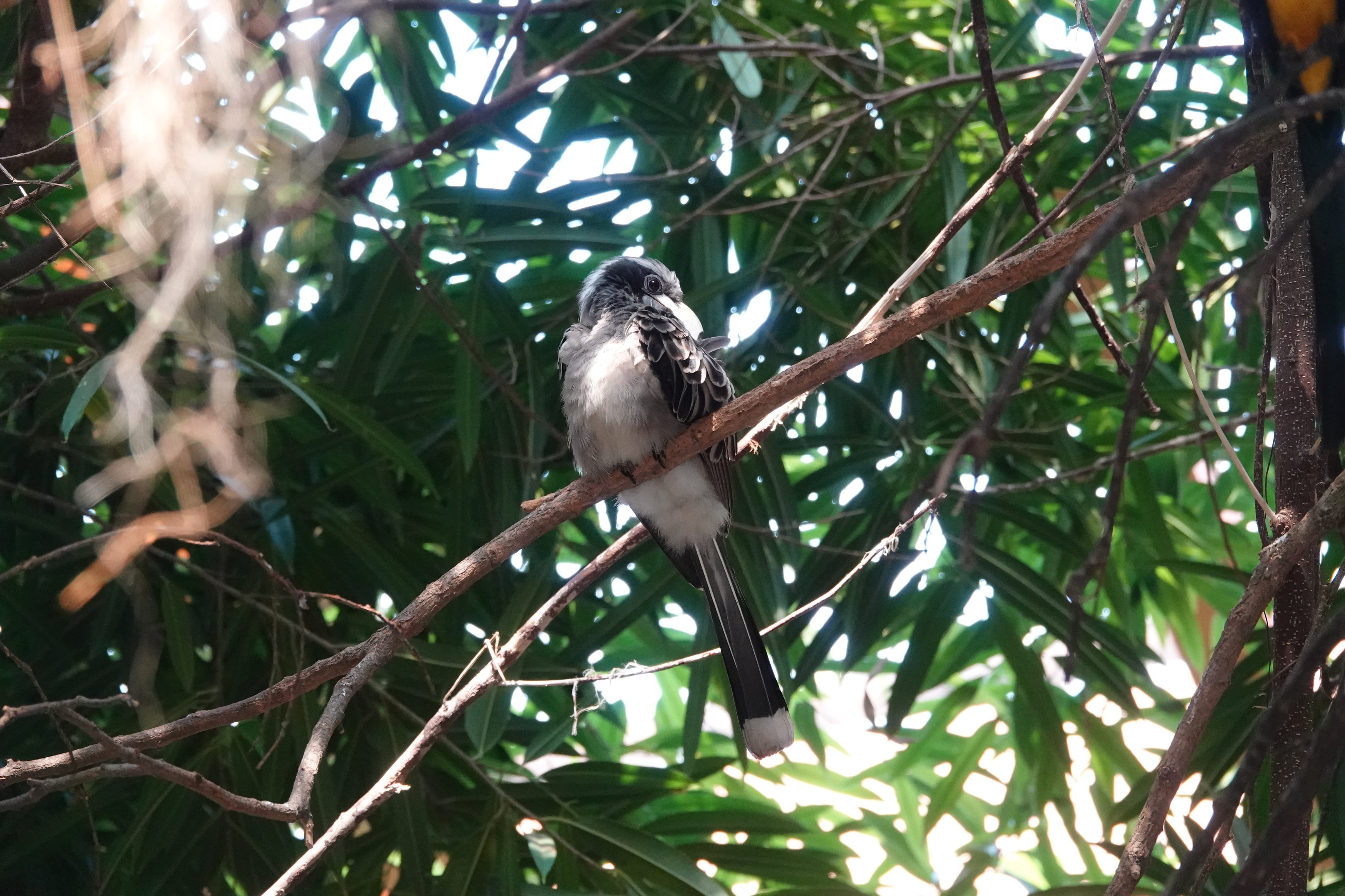 African Grey hornbill