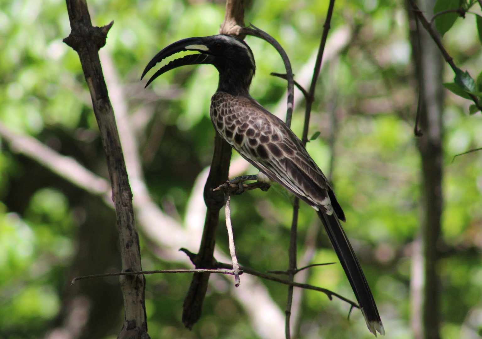 African grey hornbill