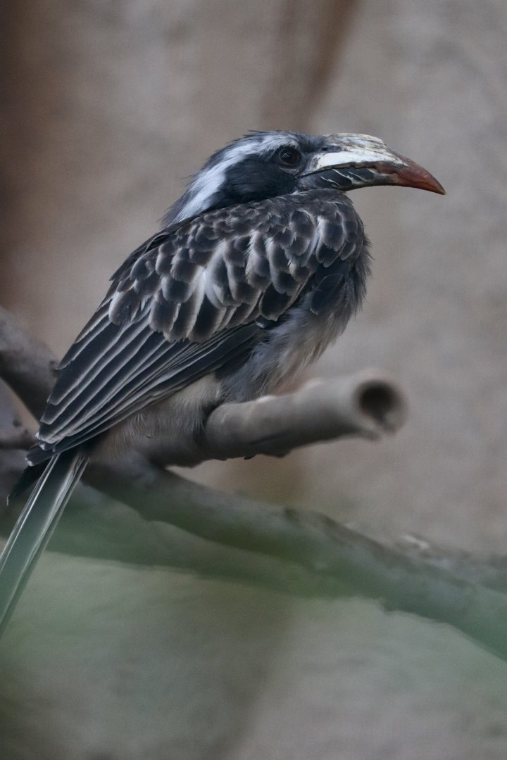 African grey hornbill