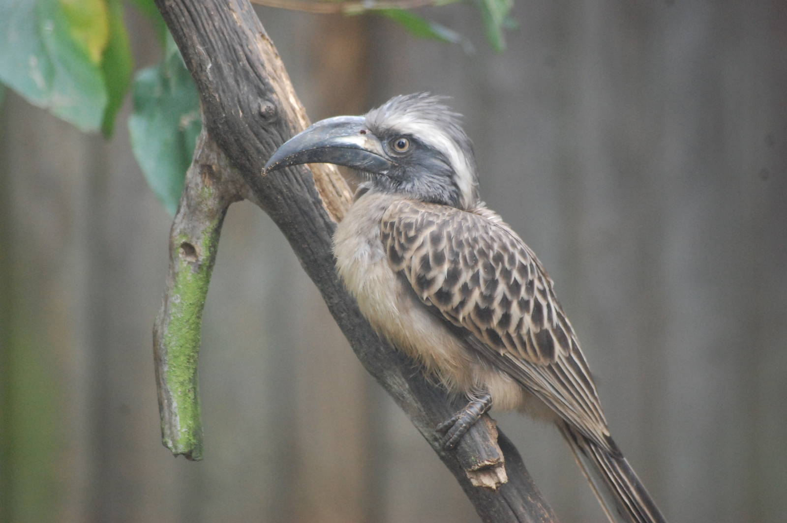 African Grey Hornbill