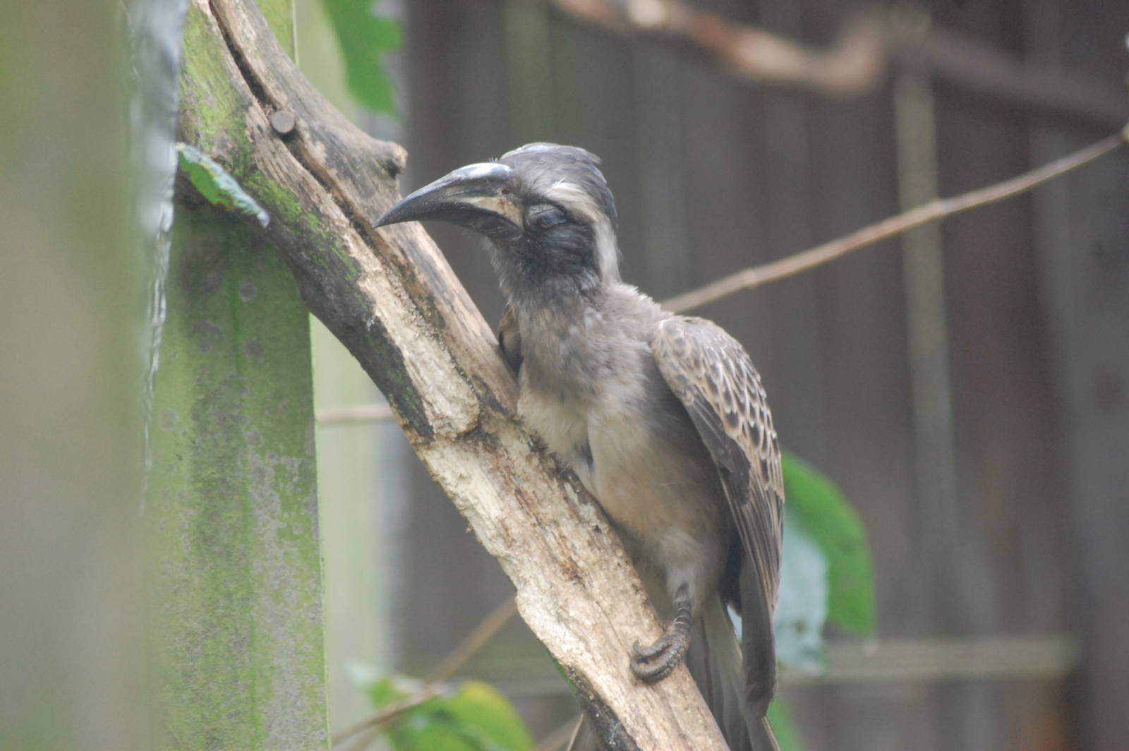 African Grey Hornbill
