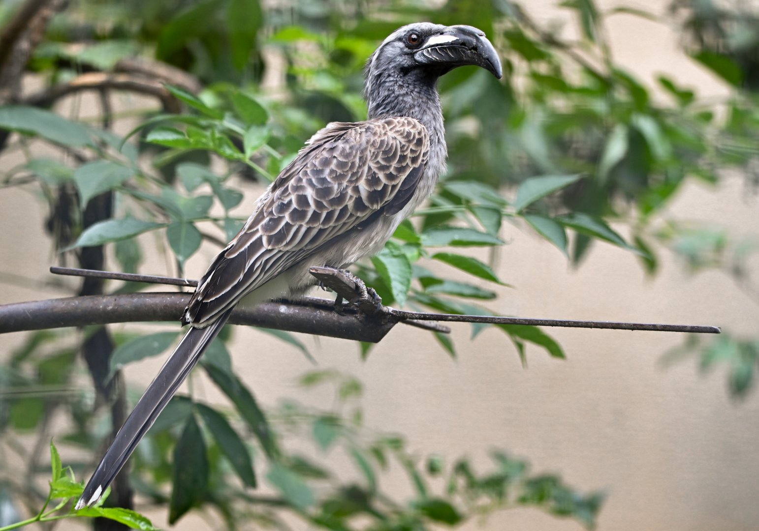 African grey hornbill